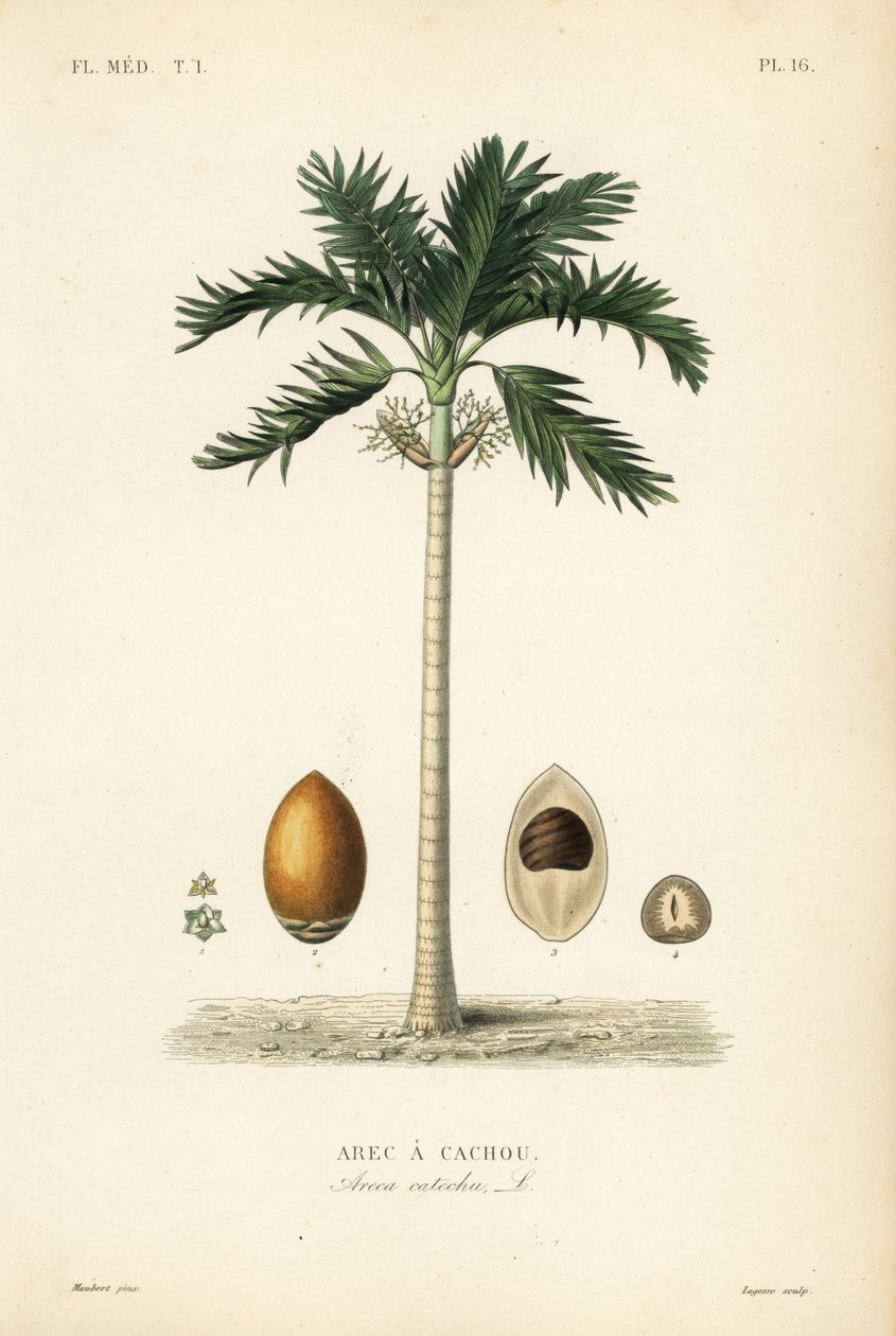 Areca fındık palmiye ağacı, Areca catechu, Arec a cachou by Unbekannt