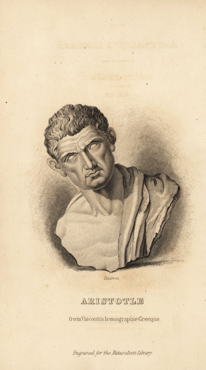 Aristoteles, Yunan filozof ve doğa bilimci, MÖ 384-322 by Unbekannt