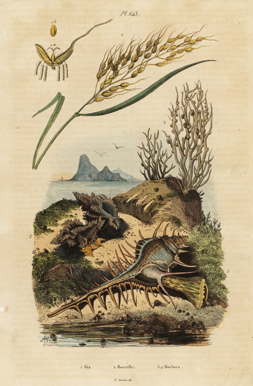 Asya pirinci, Venüs tarağı Murex ve Hexaplex angularis by Unbekannter Künstler