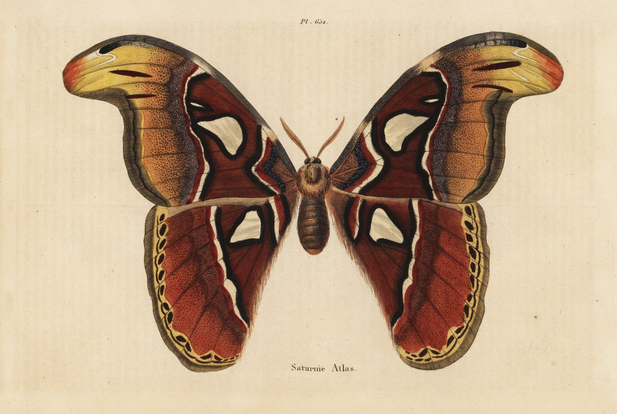 Atlas güvesi, Attacus atlası by Unbekannt