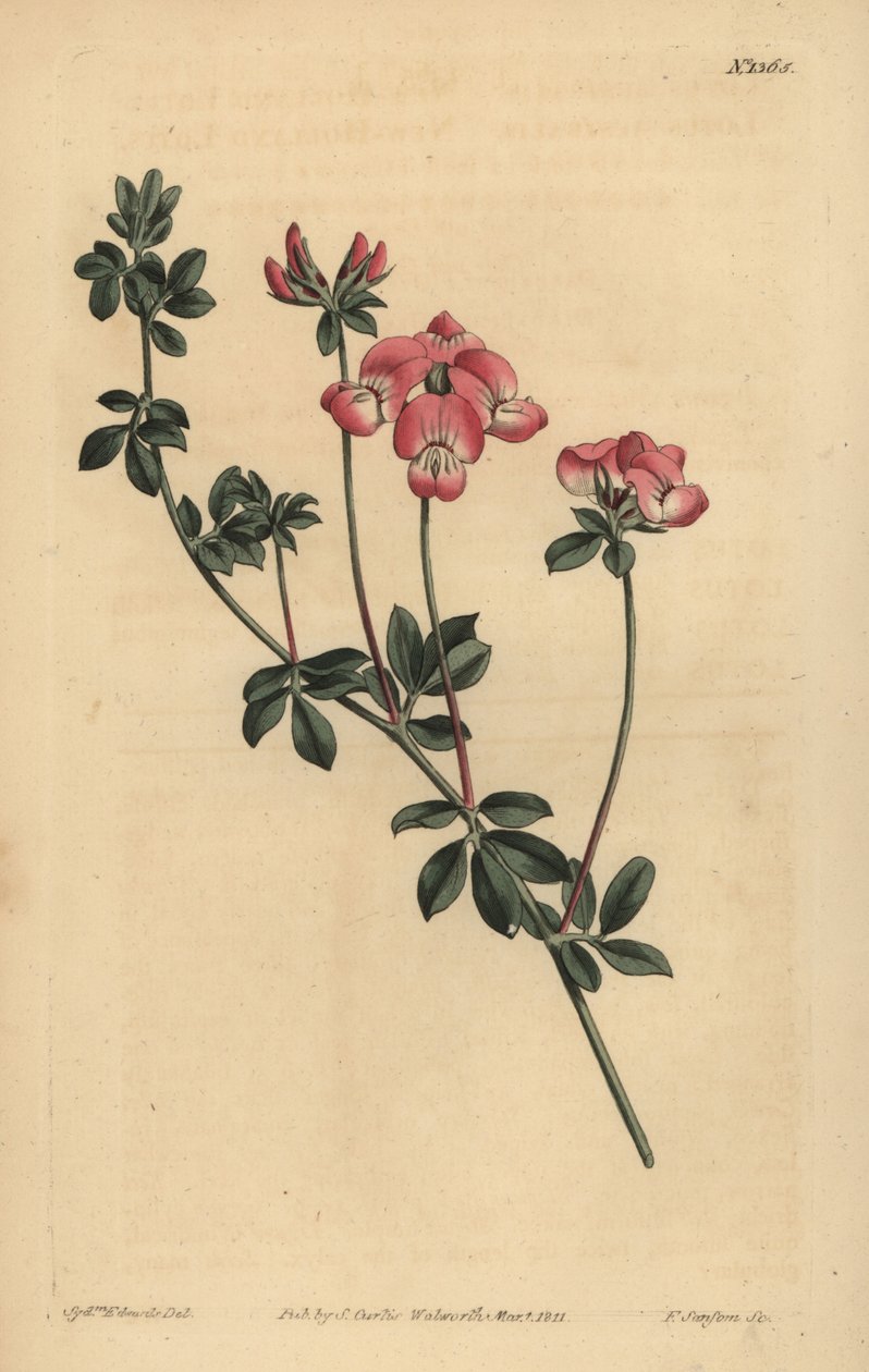 Austral trefoil veya New-Holland lotusu, Lotus australis by Unbekannt
