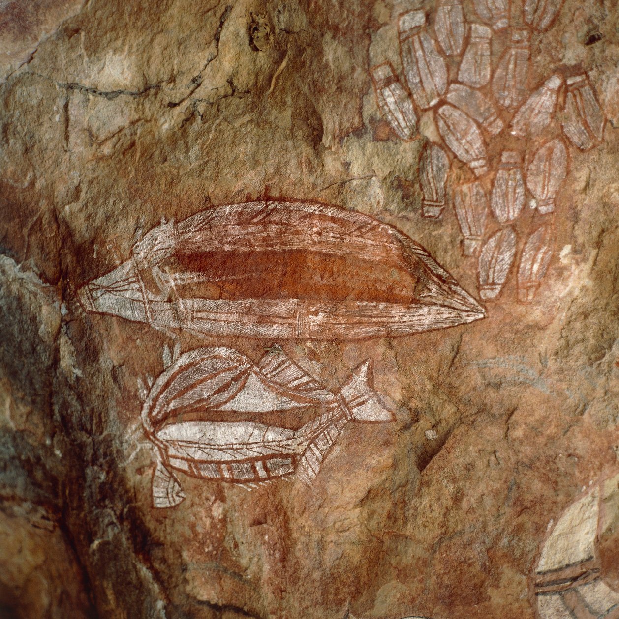 Avustralya, Kuzey Bölgesi, Arnhem Ülkesi, Kakadu Ulusal Parkı, Nourlangie Kayası, Aborijin kaya resimleri by Benjamin Baud