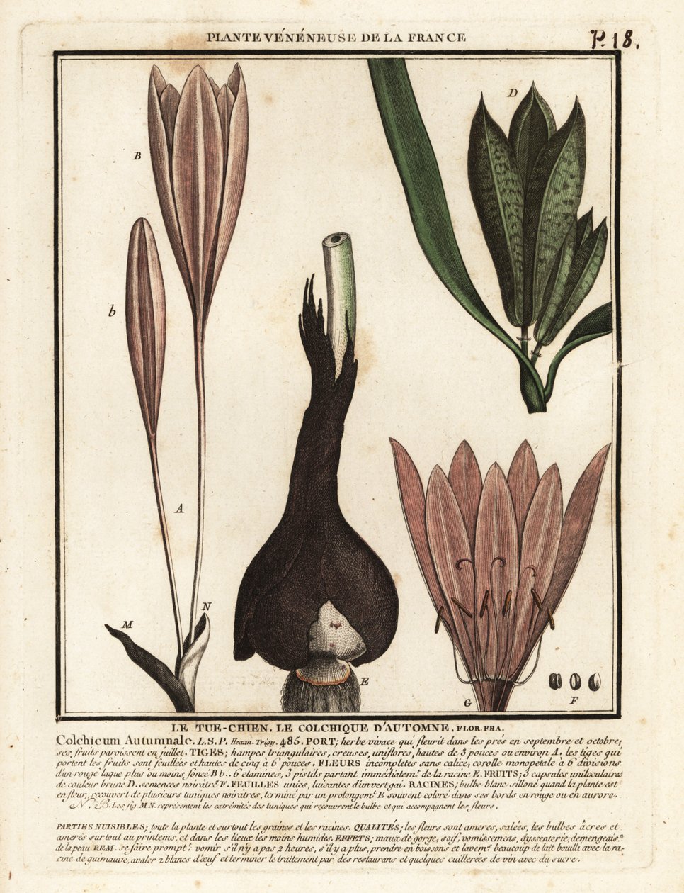 Safran sonbaharı, Colchicum sonbaharı. by Unbekannter Künstler