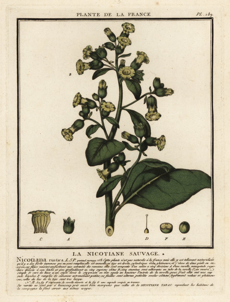 Aztek tütünü, Nicotiana rustica. by Unbekannter Künstler
