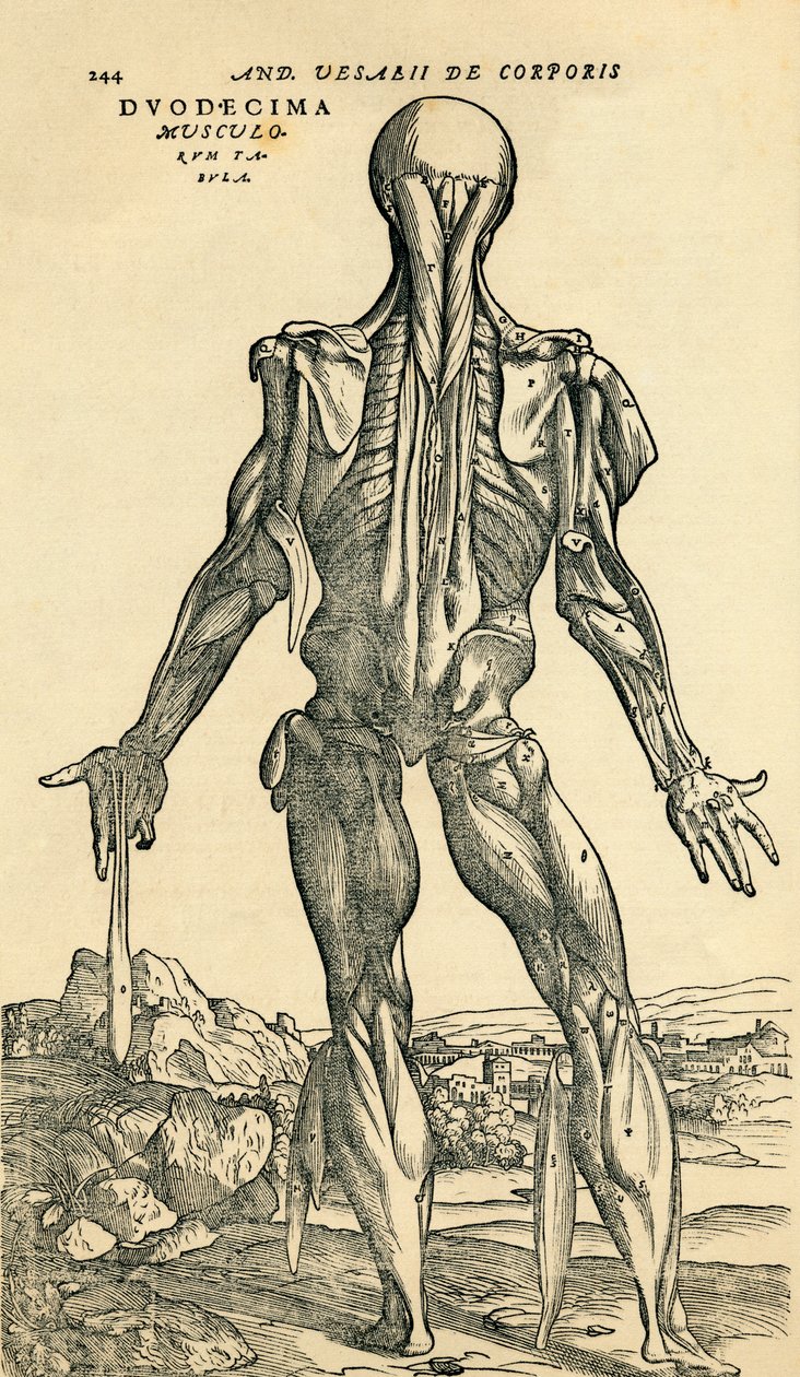 Erkek insan vücudunun arkası, orijinal olarak Andreas Vesalius tarafından De Humani Corporis Fabrica Libri Septem