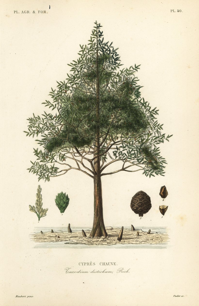 Kel selvi veya bataklık selvi ağacı, Taxodium distichum, Cypres chauve by Unbekannt