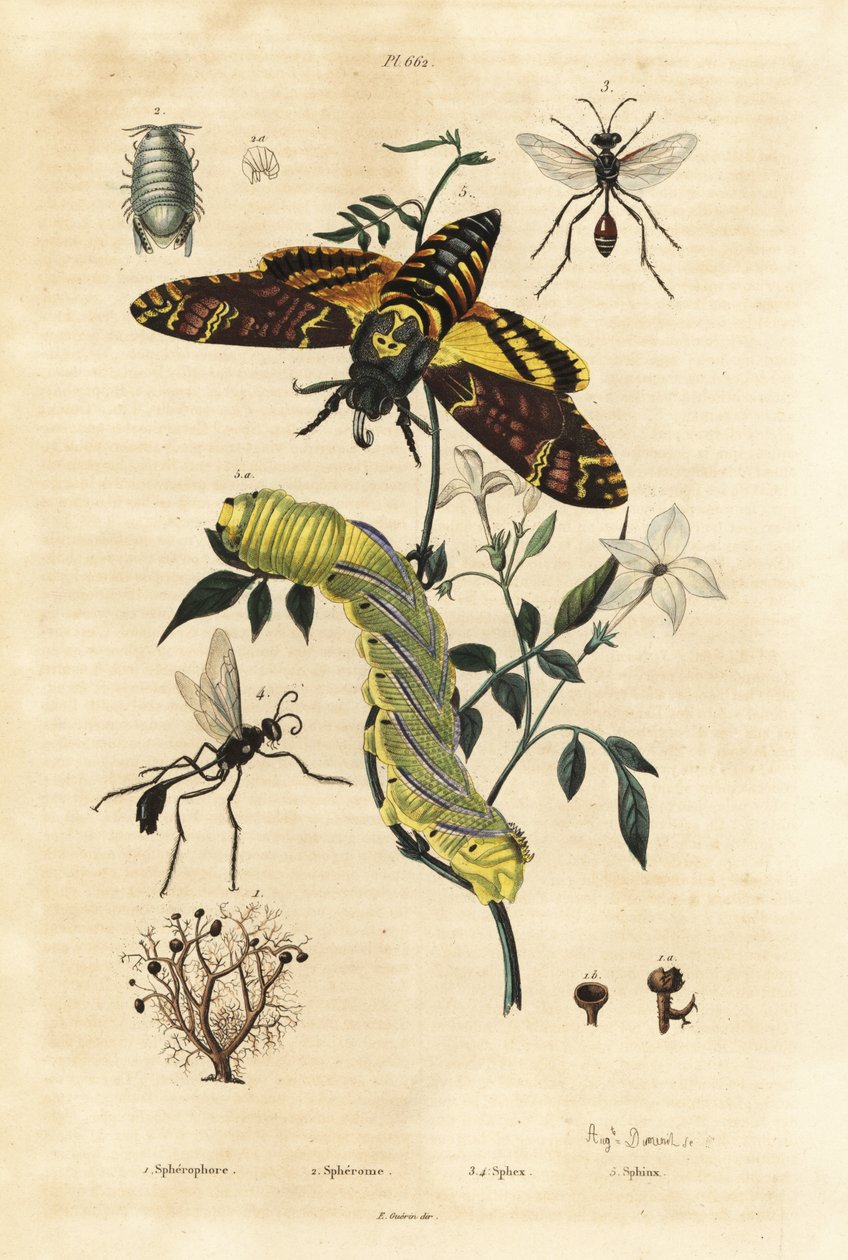 Top liken, Sphaerophorus globulus 1, Dynamene kabuklu 2, kazıcı eşekarısı, Sphex türleri 3,4 ve Afrika ölümünün baş şahin güvesi, Acherontia atropos ve tırtıl 5 by Unbekannt