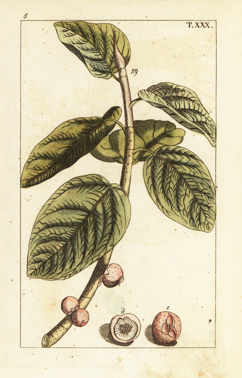 Meyveli Banyan incir dalı, Ficus benghalensis. by Unbekannter Künstler