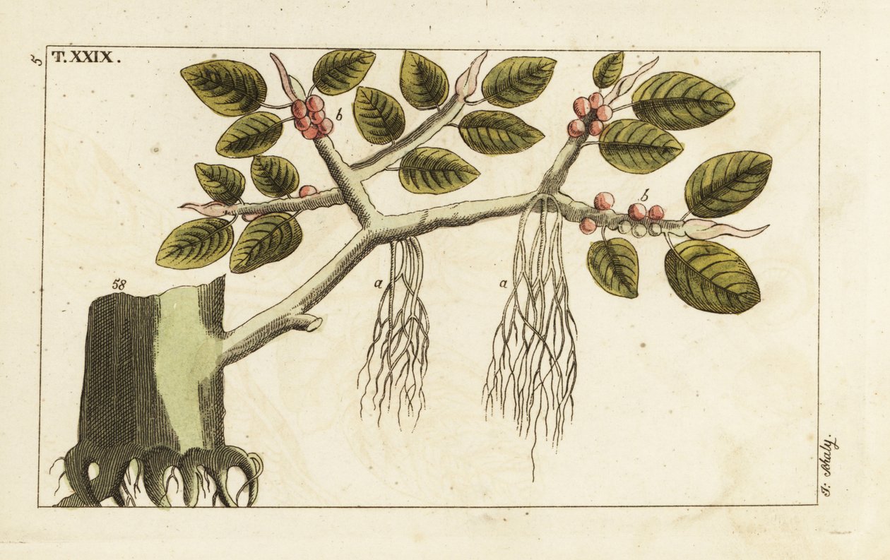 Hava kökleri olan Banyan incir ağacı, Ficus benghalensis. by Unbekannter Künstler