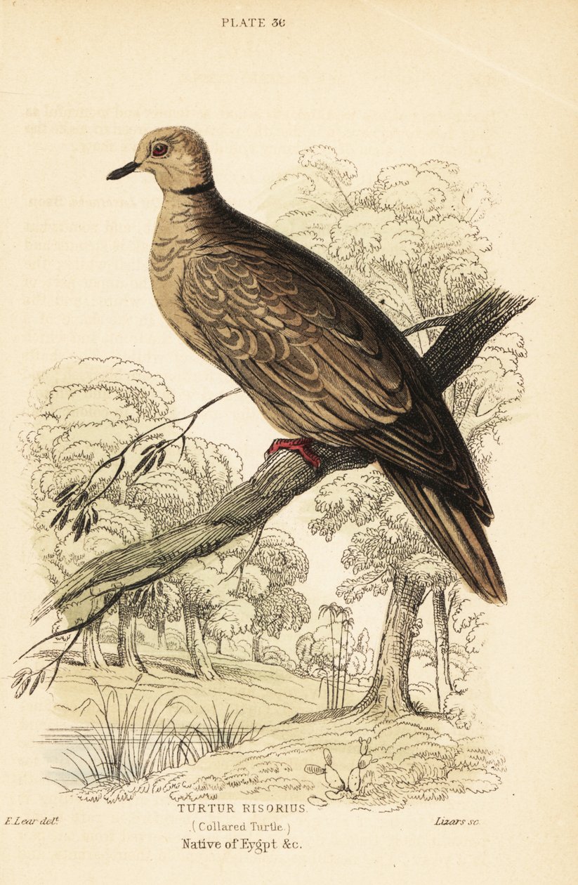 Berberi güvercini, Streptopelia risoria. 1889 (gravür) by Unbekannter Künstler