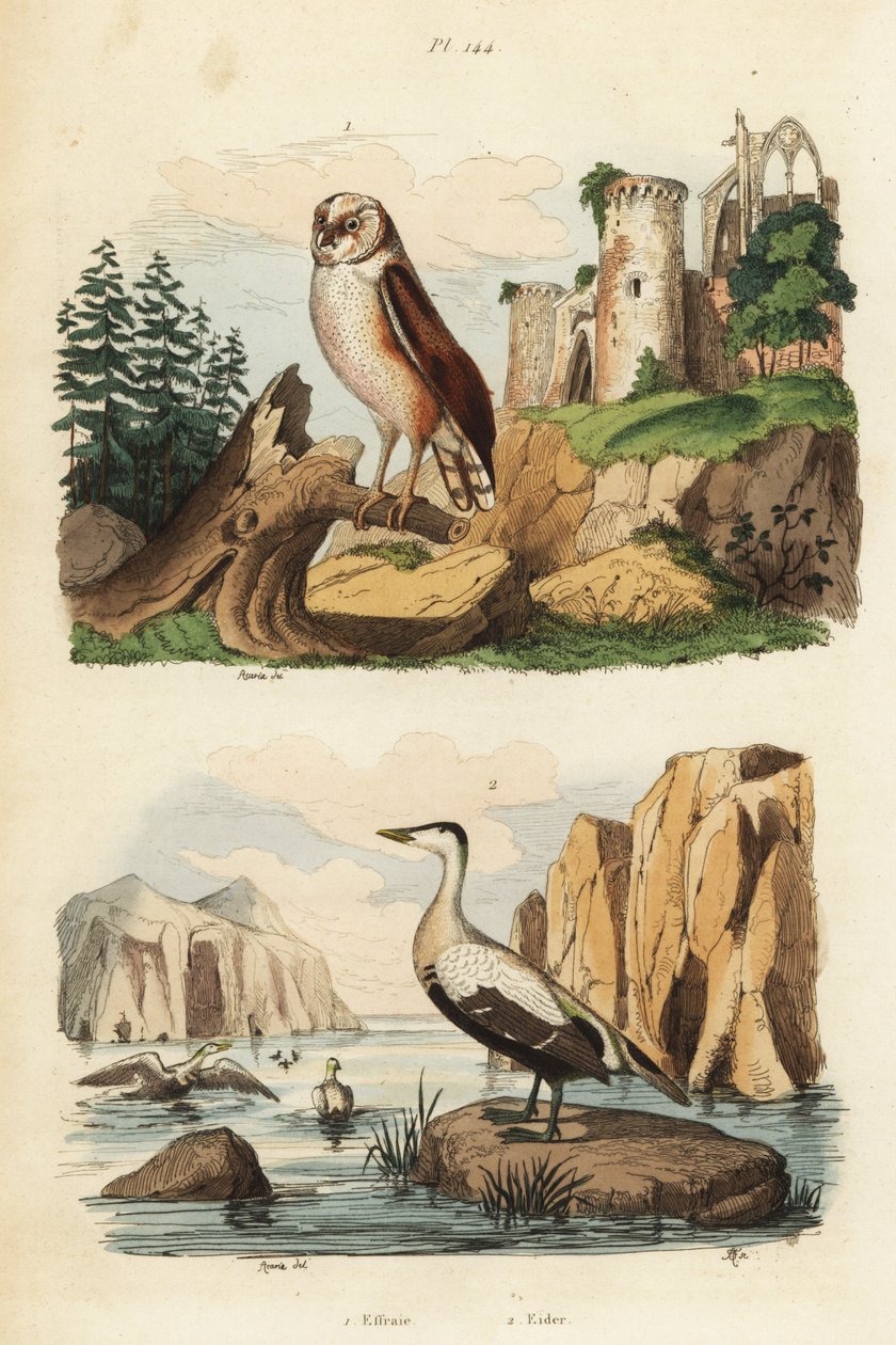 Peçeli baykuş, Tyto alba ve kuş tüyü ördek, Somateria mollissima by Unbekannt