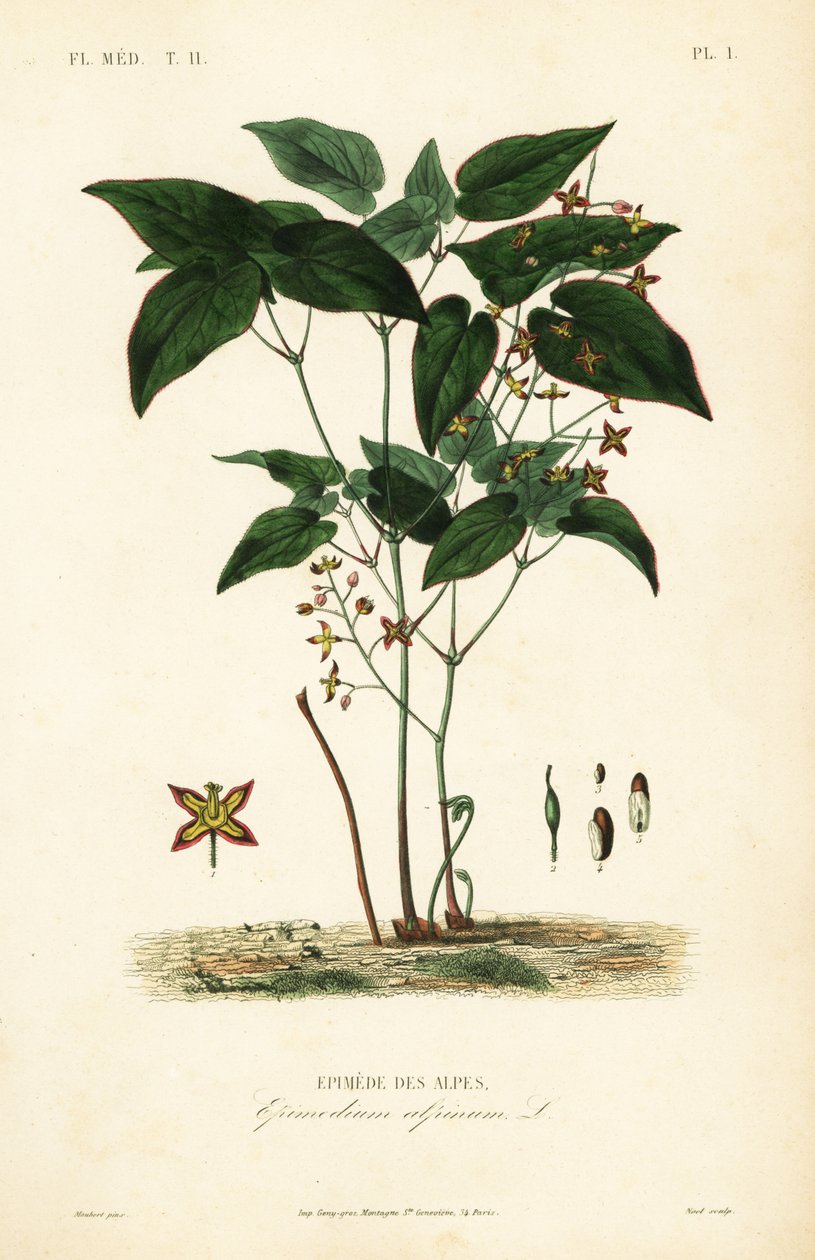 Barrenwort veya piskopos şapkası, Epimedium alpinum, Epimede des alpes by Unbekannt