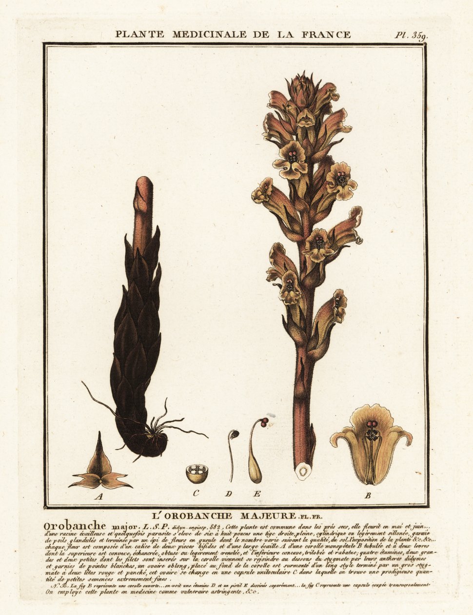 karyola süpürgesi; Orobanche caryophyllacea. by Unbekannter Künstler