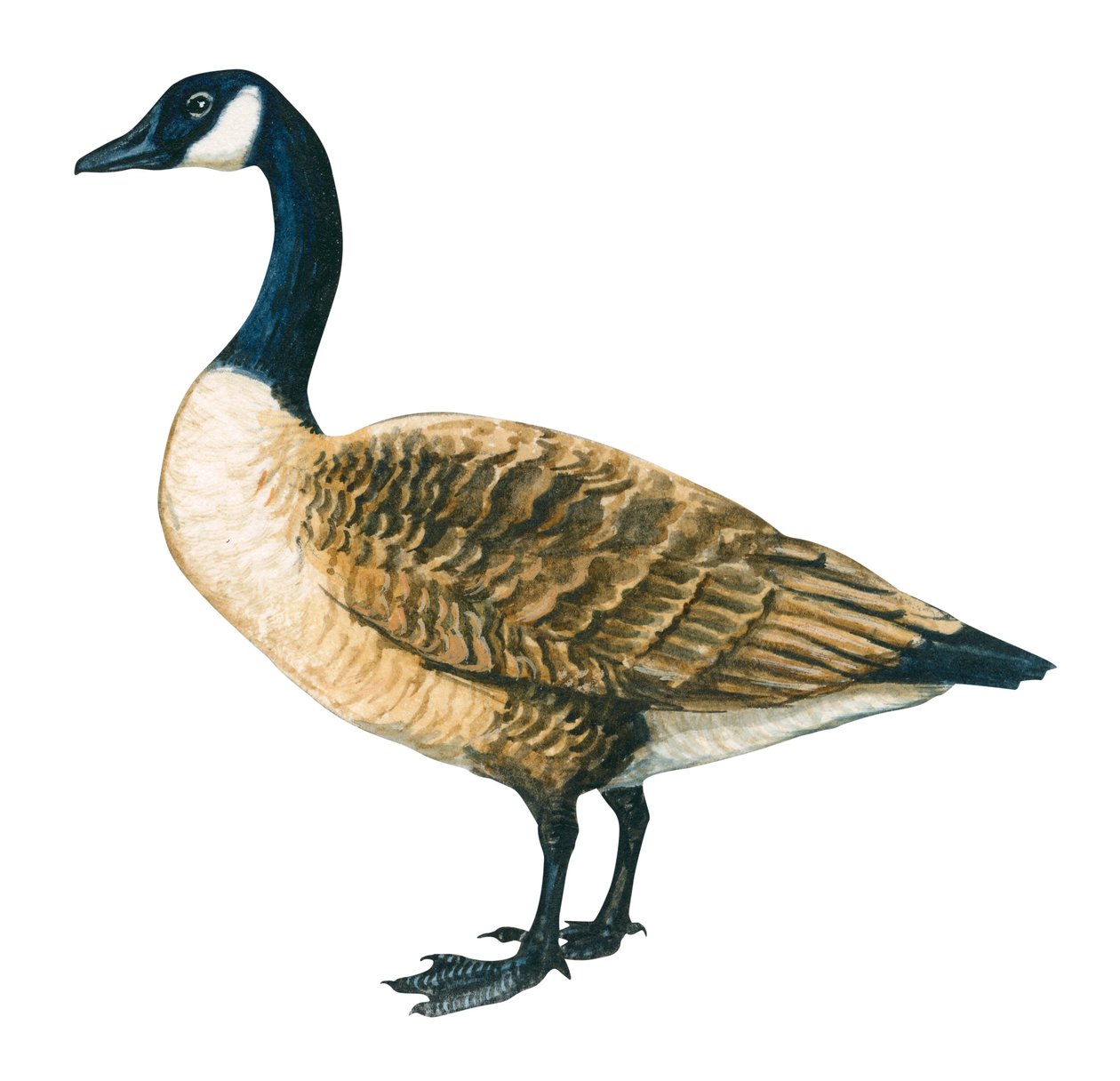 Bernache du Canada - Kanada kazı (Branta canadensis) by Unbekannter Künstler