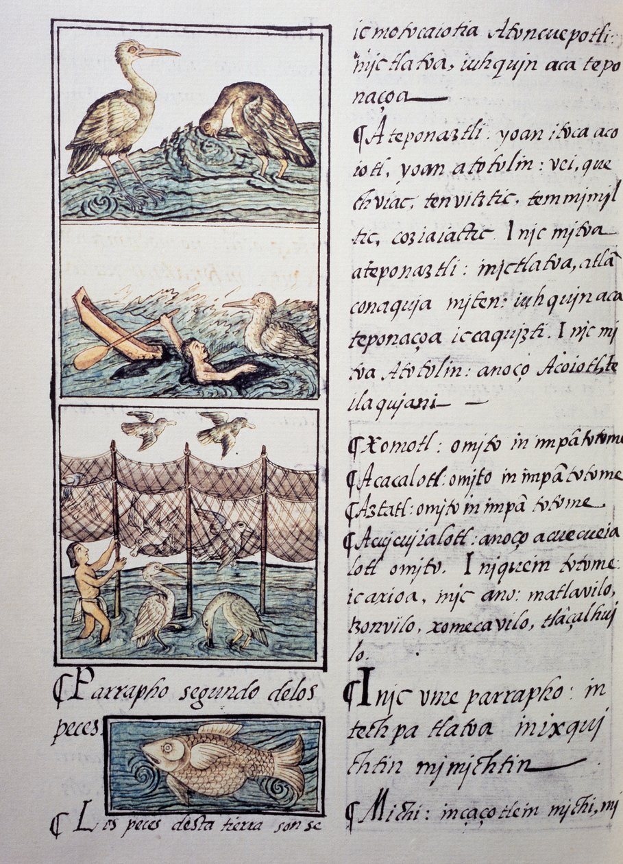 Gölün kuş avı, Florentine Codex