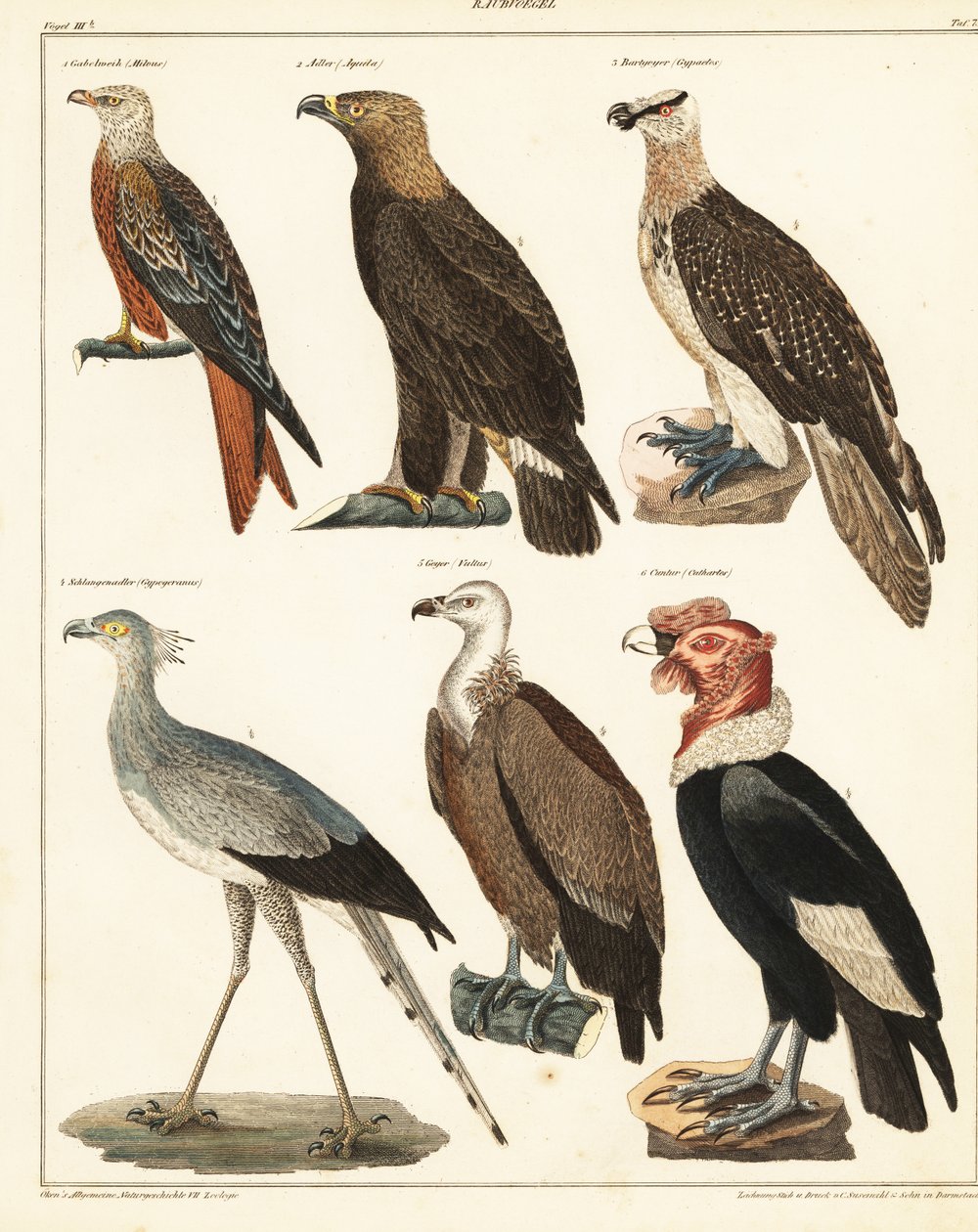 Yırtıcı Kuşlar, 1841 (litografi) by Unbekannter Künstler