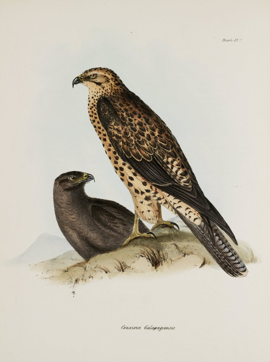 Yırtıcı kuşlar, Galapagos Adaları, c 1832-1836 by Unbekannt