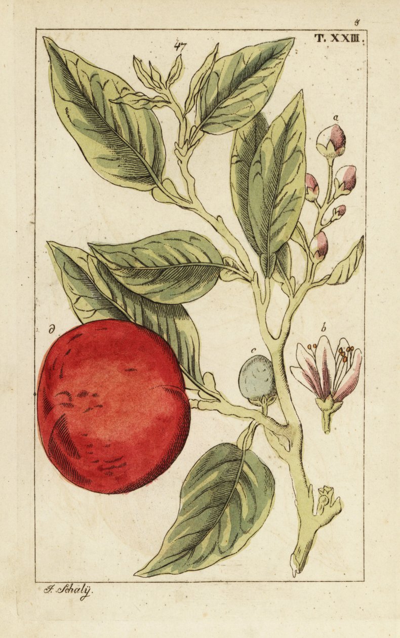 Acı portakal veya Sevilla portakalı, Citrus x aurantium. by Unbekannter Künstler