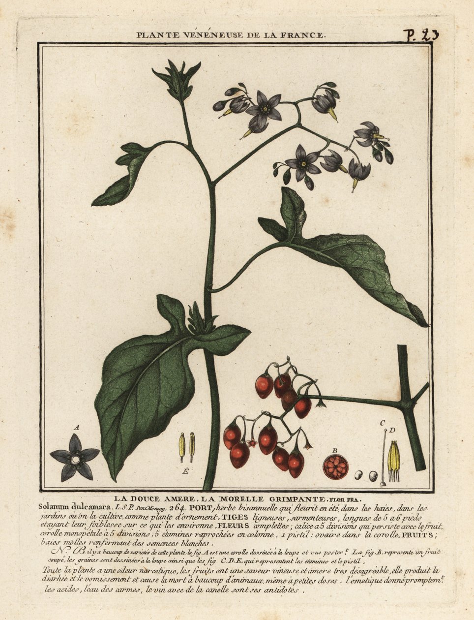 Acı tatlı itüzümü, Solanum dulcamara. by Unbekannter Künstler