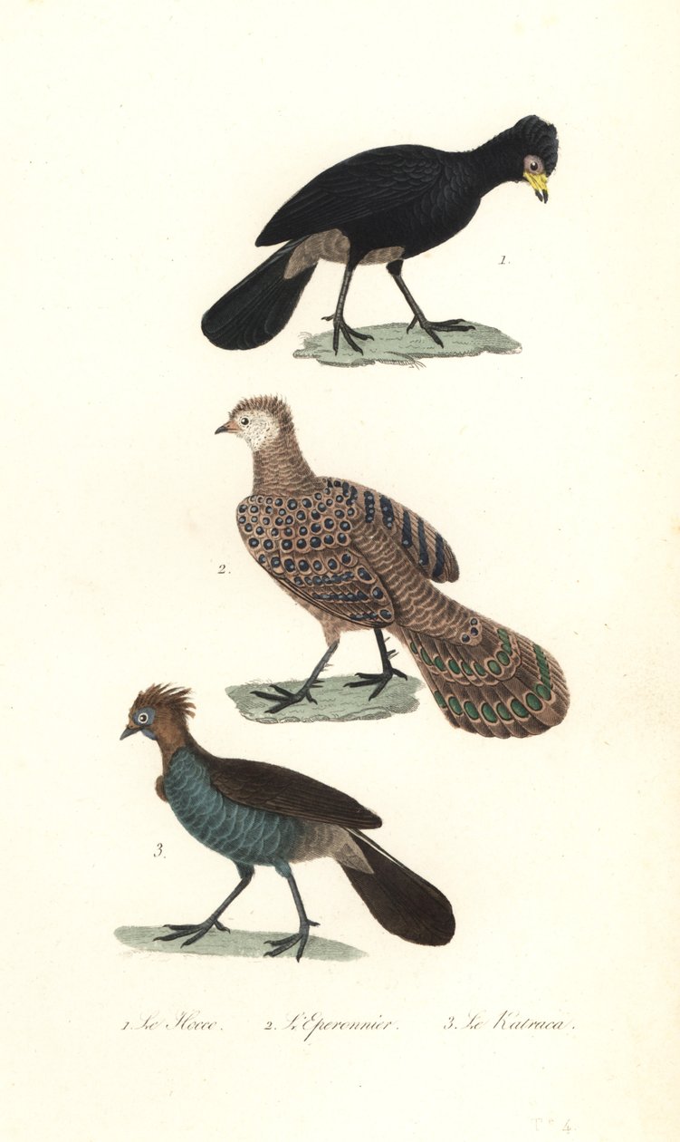 Siyah curassow, gri tavus kuşu-sülün ve chachalaca. by Unbekannter Künstler