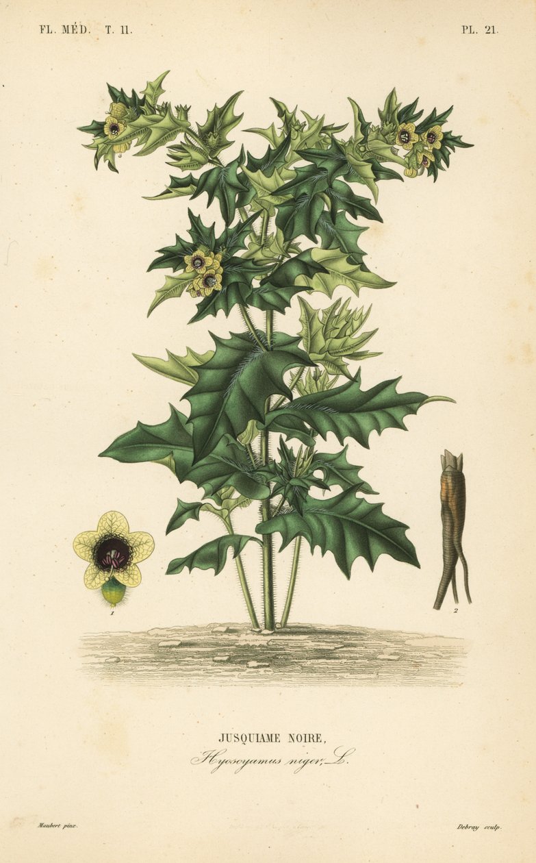 Siyah ban ya da kokuşmuş itüzümü, Hyoscyamus niger, Jusquiame noire by Unbekannt