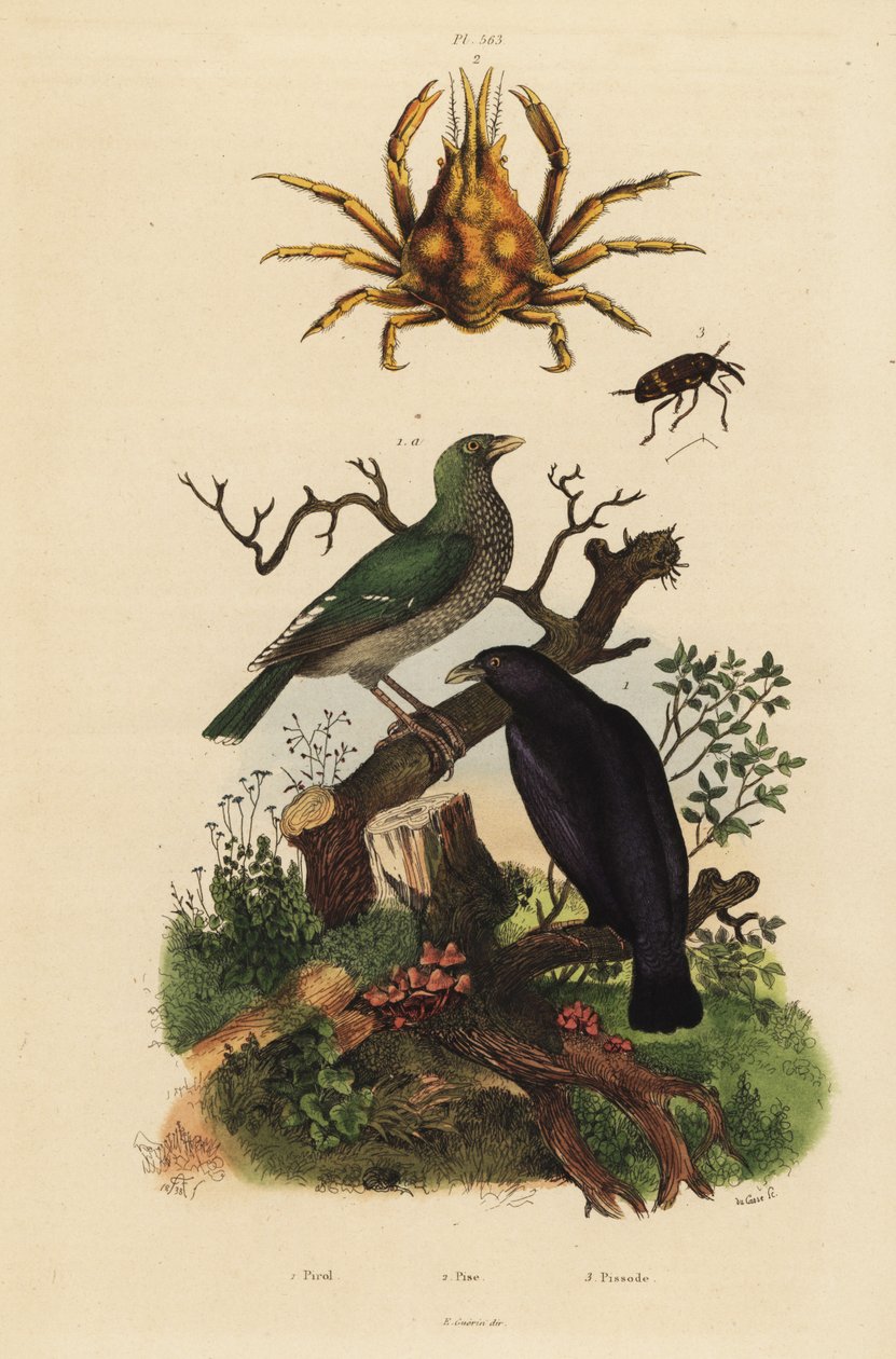 Siyah oriole, Oriolus hosii 1, yeşil oriole, Oriolus flavocinctus 1a, dört boynuzlu örümcek yengeci, Pisa tetraodon 2, bit böceği, Pissodes türleri 3 by Unbekannt