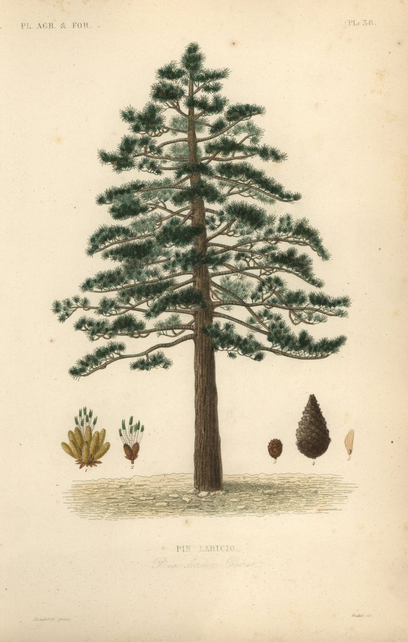 Karaçam veya Avusturya çamı, Pinus nigra subsp by Unbekannt