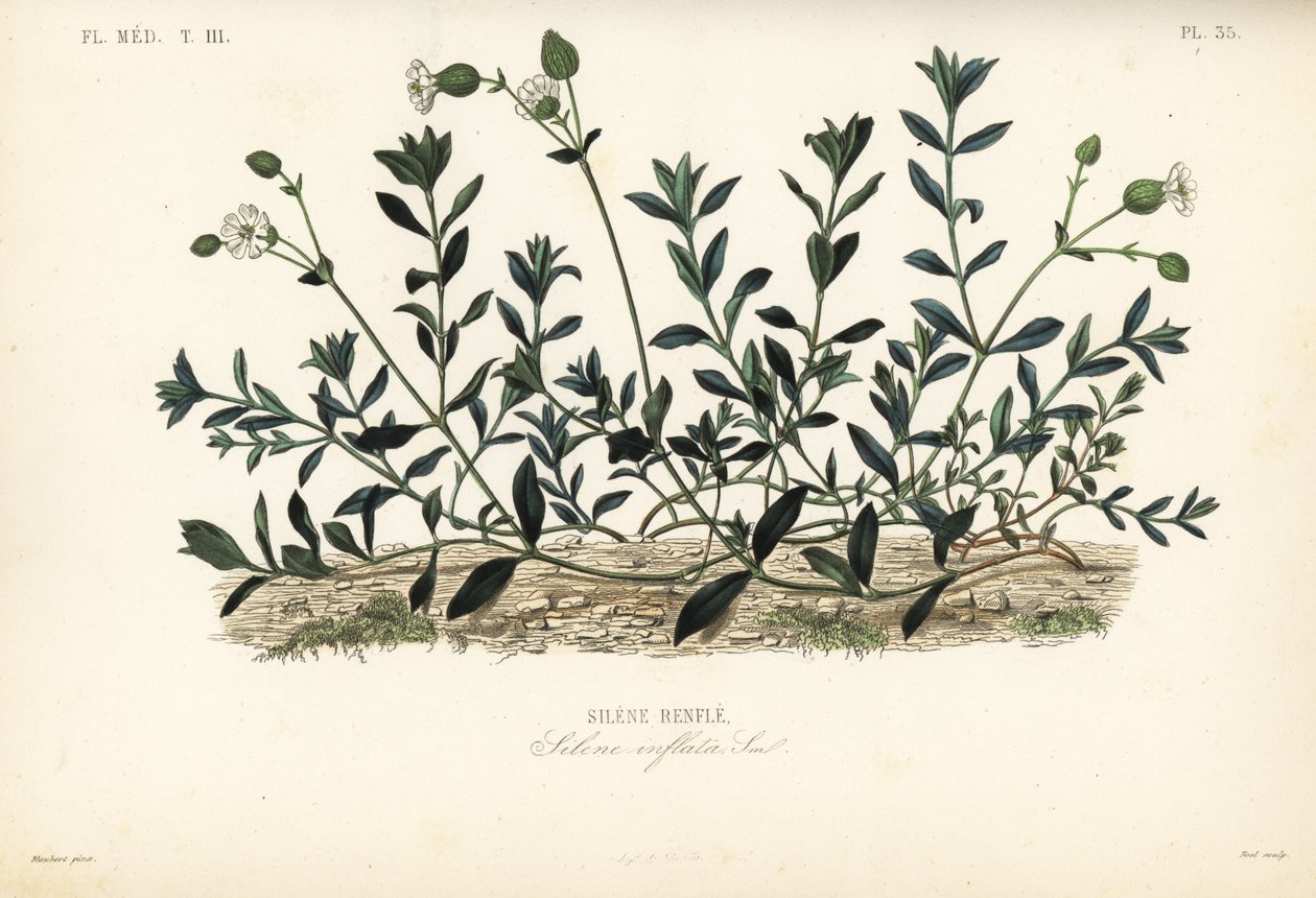 Mesane kampı, Silene vulgaris, Silene inflata, Silene çıkıntıları by Unbekannt