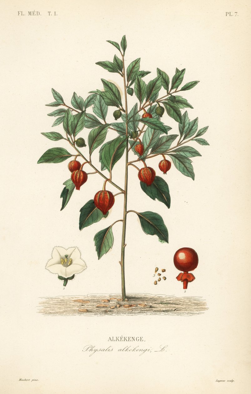 Mesane kirazı veya Çin feneri, Physalis alkekengi, Alkekenge by Unbekannt
