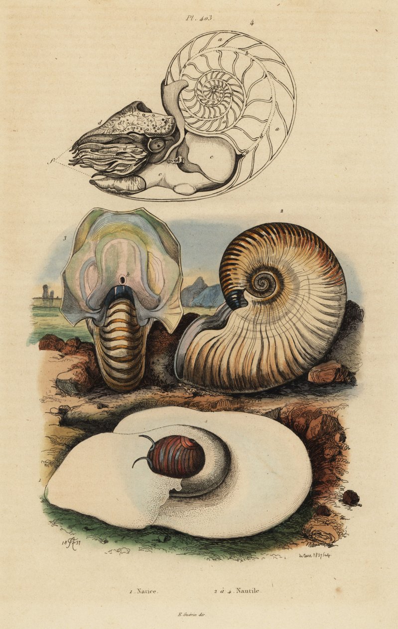 Mesane ay salyangozu, Neverita didyma 1, huysuz nautilus, Nonion umbilicatulum 2 ve odacıklı nautilus, Nautilus pompilius 3,4 by Unbekannt