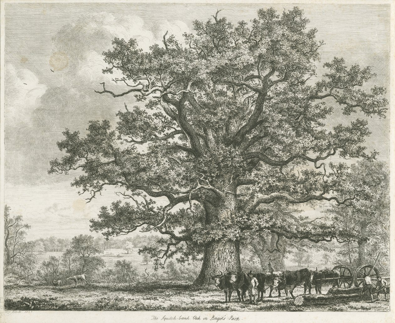 Blithfield - Squitch-bank Meşe : gravür, 1824 by Unbekannt
