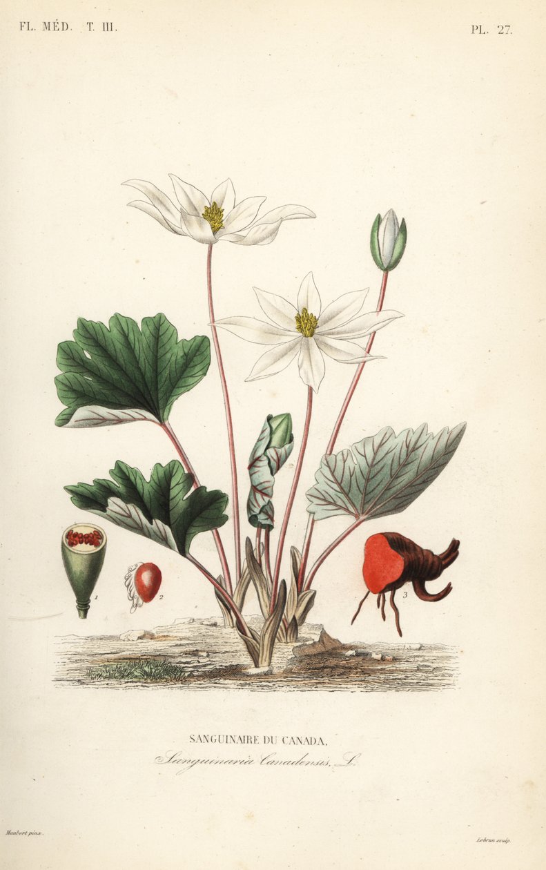 Bloodroot, Sanguinaria canadensis, Kanada Bloodroot by Unbekannt