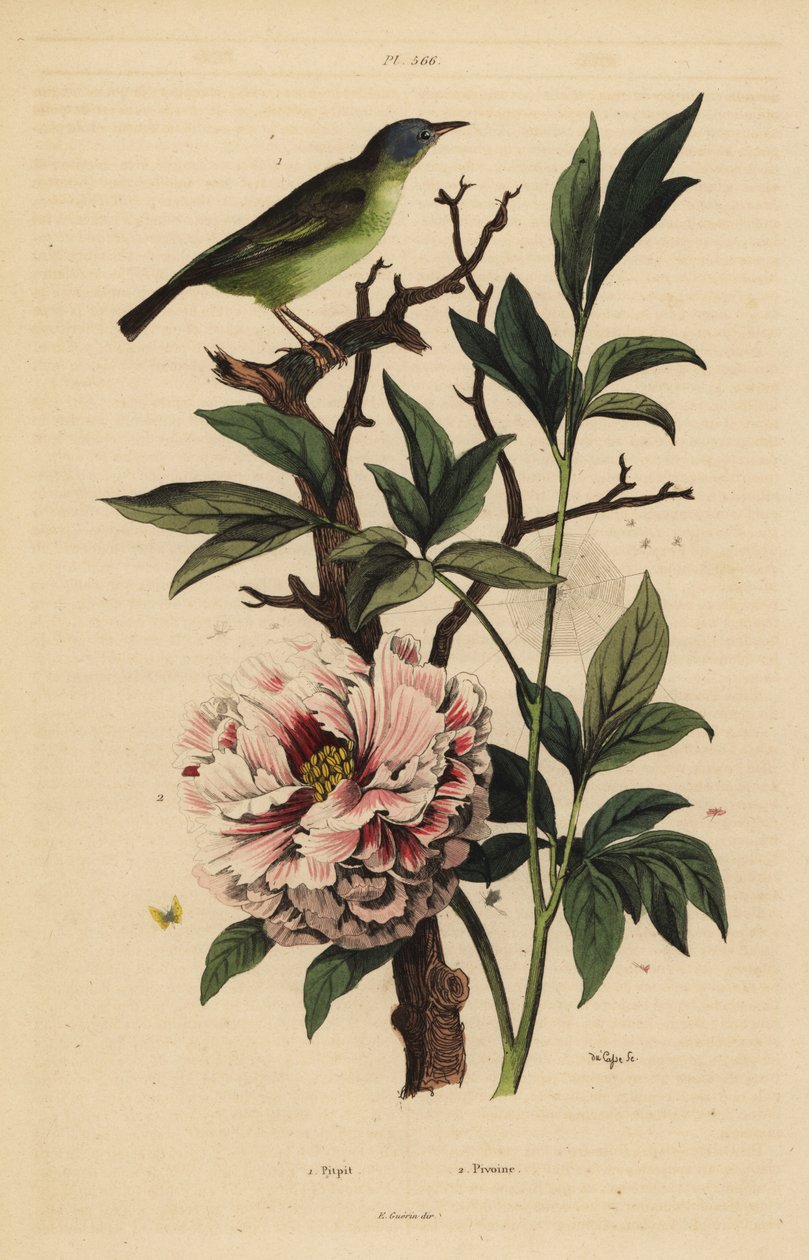 Mavi başlı kuyruk, Rhipidura cyaniceps 1 ve şakayık, Paeonia suffruticosa 2 by Unbekannt