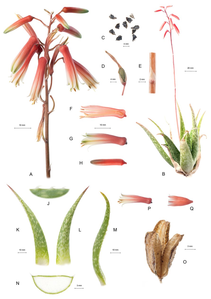 Botanik Kurulu/Aloe/Aloe by Unbekannt