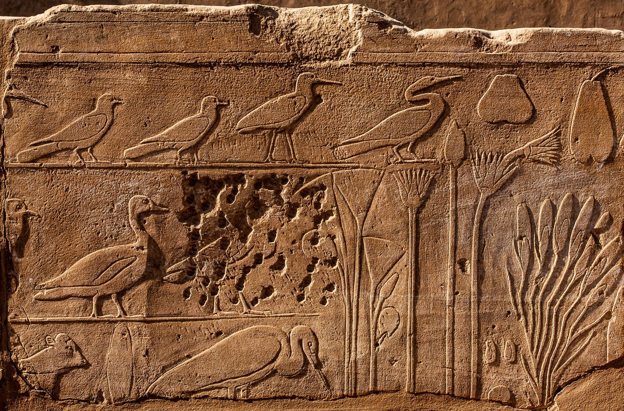 Bitki ve hayvanların kabartma tasvirleriyle Thutmosis III Botanik Bahçesi, Karnak Tapınağı, Luksor, Teb, Mısır, Afrika (fotoğraf) by Unbekannter Künstler