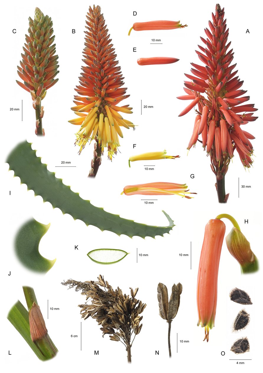 Botanik kurulu/Aloe arborescens/Aloe arborescent by Unbekannt