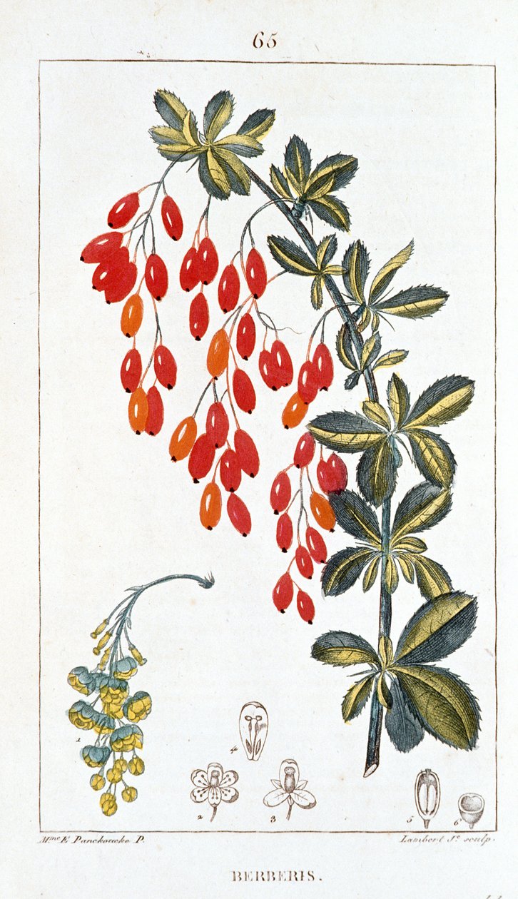 Botanik kurulu/Berberis sp/Barberry omurga by Unbekannt