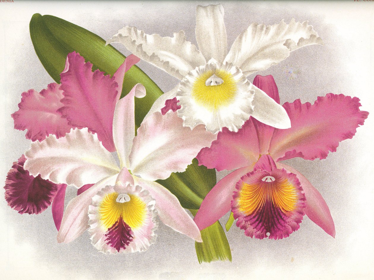 Botanik kurulu/Cattleya labiata/Lindenia by Unbekannt