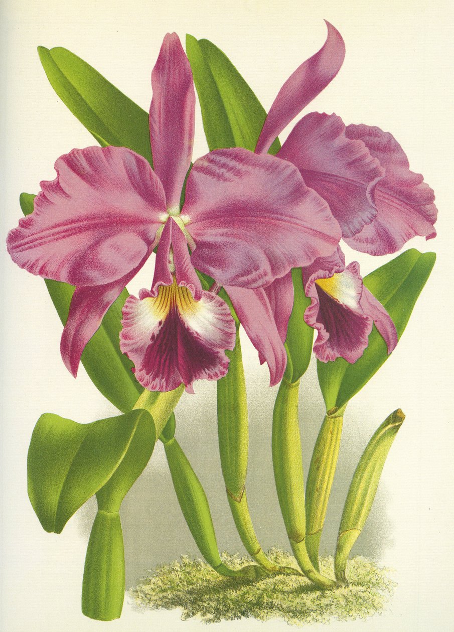 Botanik kurulu/Cattleya labiata var. Sonbahar/Lindenya by Unbekannt