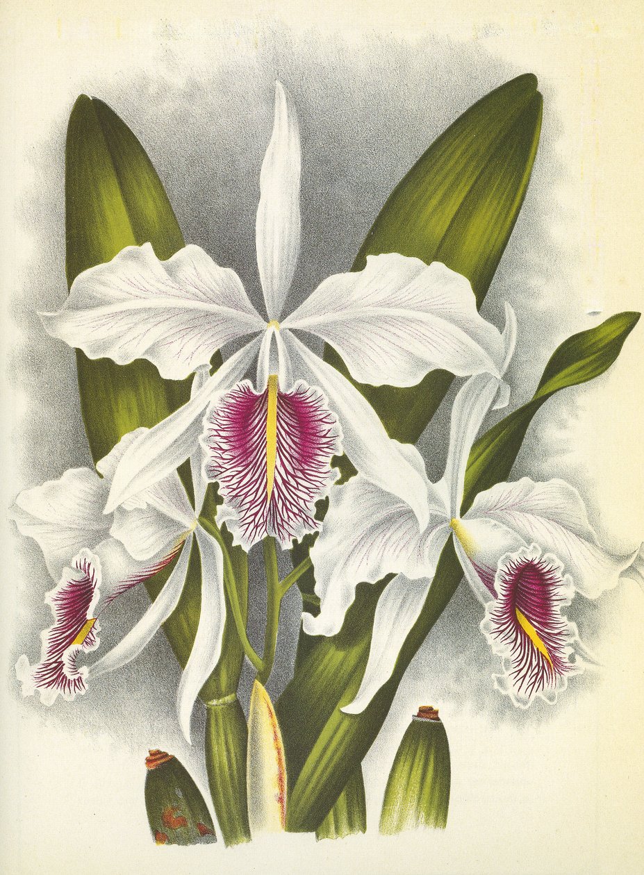 Botanik kurulu/Cattleya maxima var. Virginis/Lindenia by Unbekannt