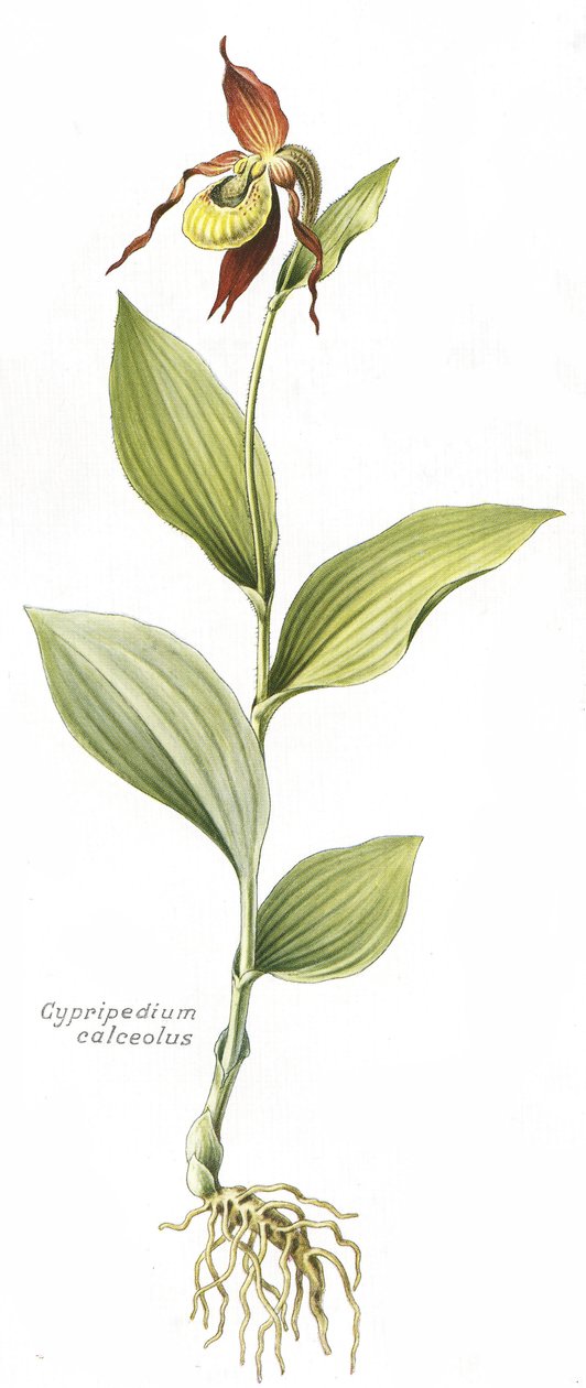 Botanik kurulu/Cypripedium calceolus/Venüs