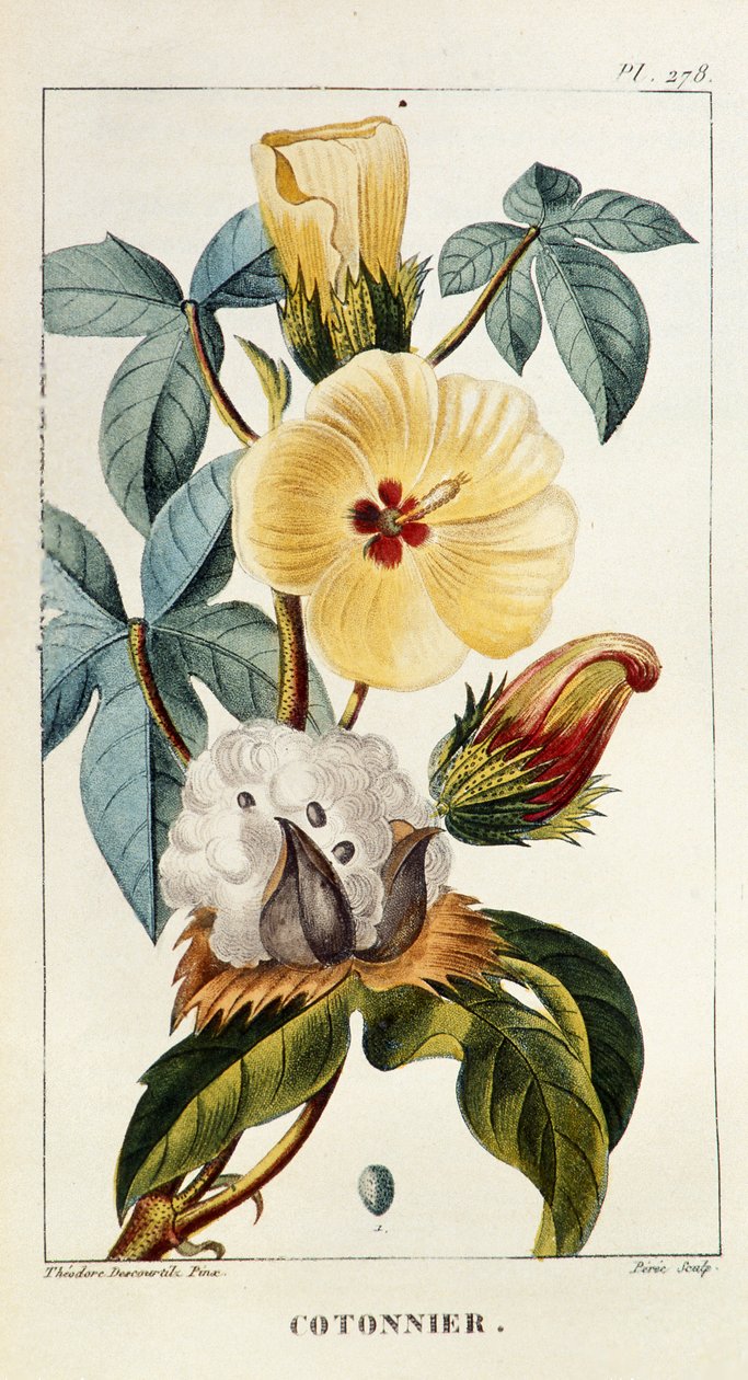 Botanik kurulu/Gossypium sp/Pamuk by Unbekannt