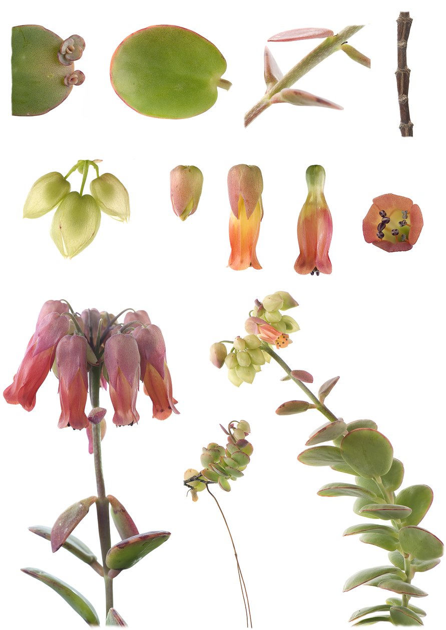 Botanik kurulu / Kalanchoe marnieriana by Unbekannt