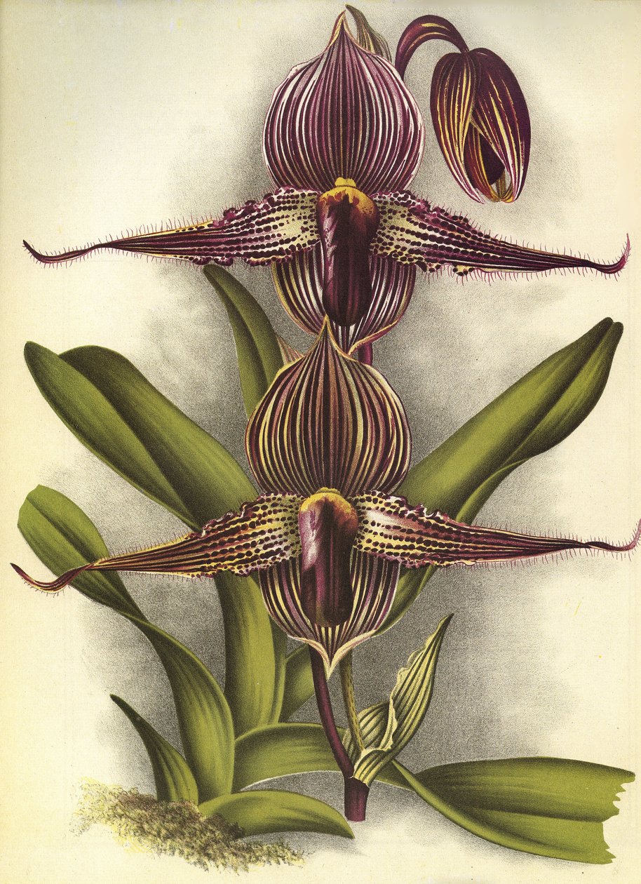 Botanik kurulu/Paphiopedilum rothschildianum/Lindenia by Unbekannt