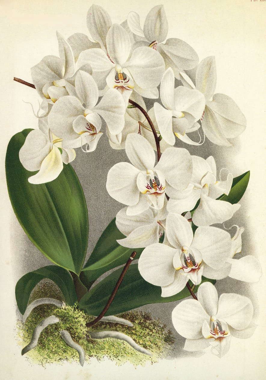 Botanik kurulu/Phalaenopsis amabilis/Phalaenopsis gigantea/Lindenia by Unbekannt