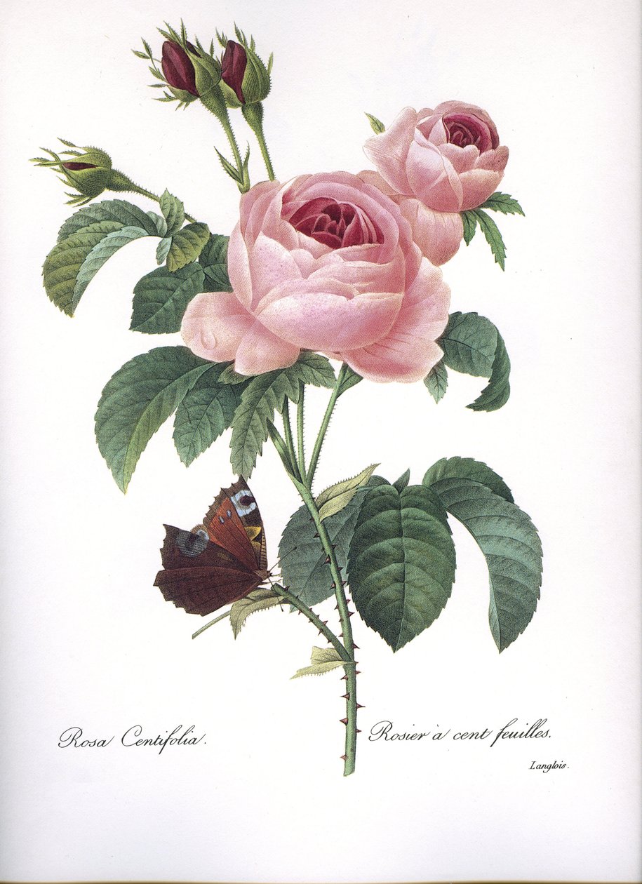 Botanik kurulu/Rosa centifolia/Pembe yüz yaprak/Redoubt by Unbekannt