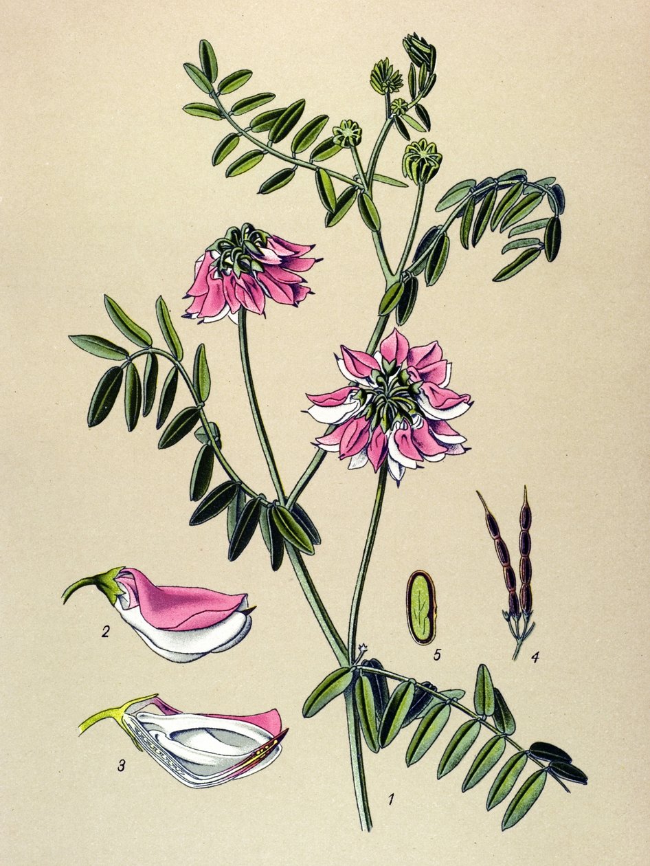 Botanik tahtası, Bitki: Coronilla bigarree (Coronilla varia) by Unbekannter Künstler