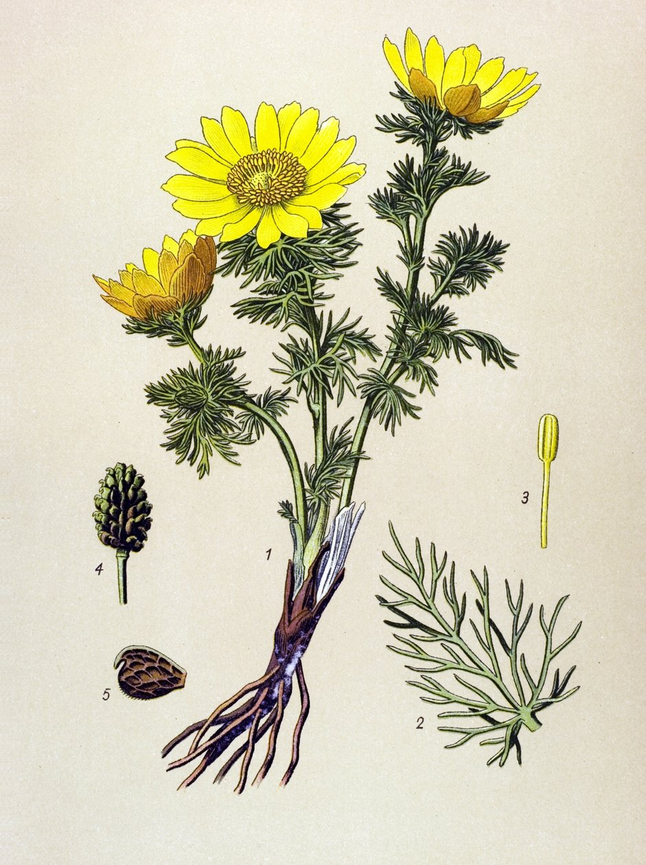 Botanik kurulu. Zehir (zehirli) ve şifalı bitki: Bahar Adonis (Adonis vernalis) by Unbekannter Künstler