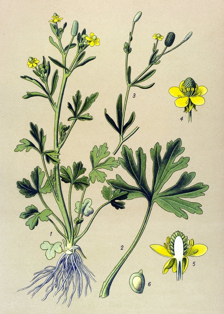 Botanik kurulu. Venöz (toksik): Düğün çiçeği scelerate veya kereviz yaprağı düğün çiçeği (Ranunculus sceleratus) by Unbekannter Künstler