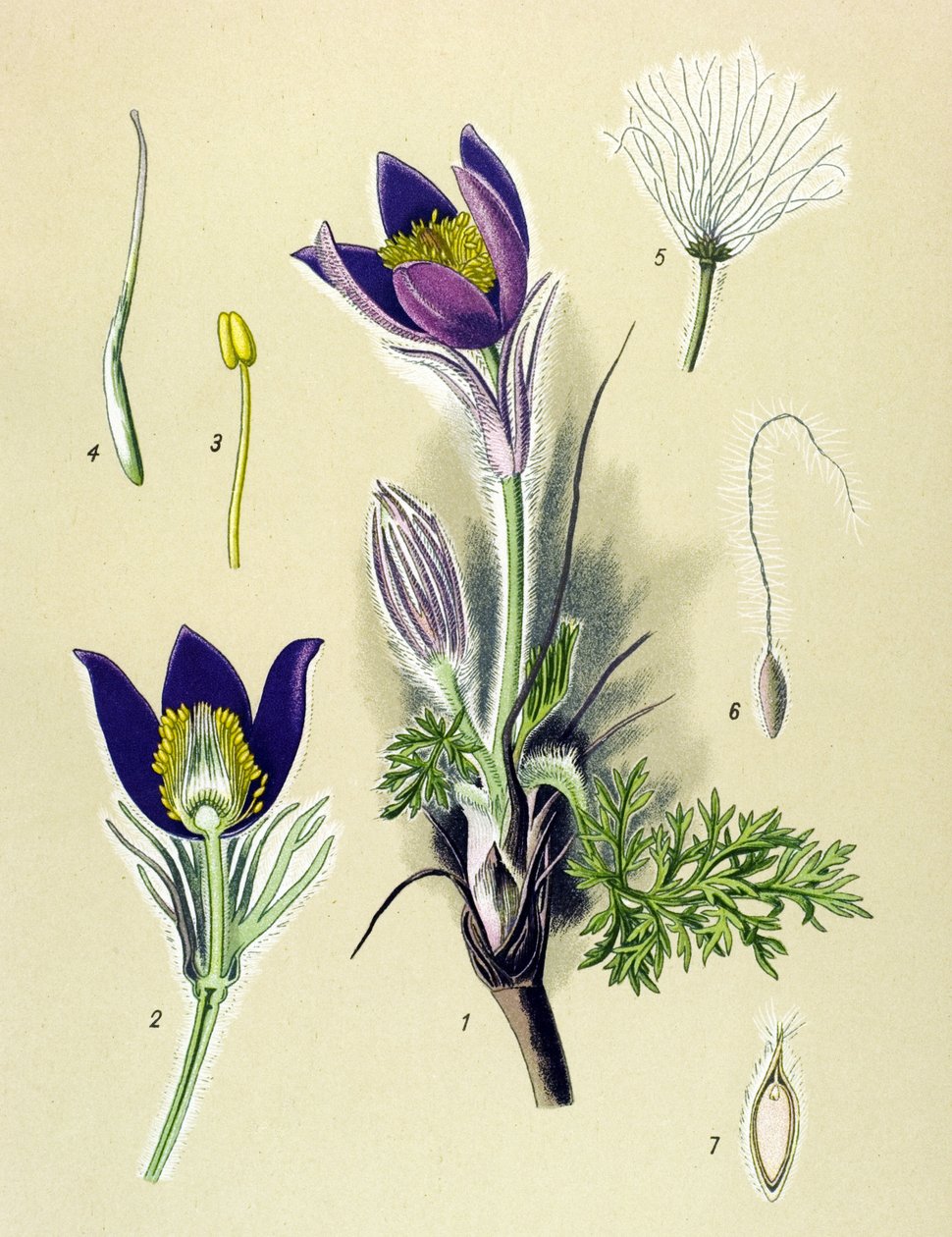 Botanik kurulu. Venöz (toksik) ve şifalı bitki: Anemone Pulsatille veya Yaygın Pulsatilla (Anemone pulsatilla, Pulsatilla vulgaris) by Unbekannter Künstler